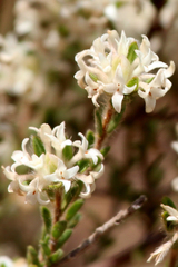 Pimelea phylicoides