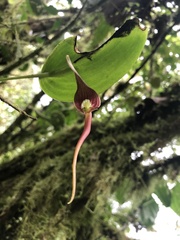 Pleurothallis ruberrima