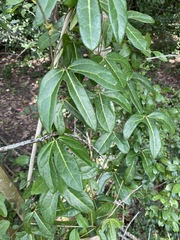 Aristolochia trilobata