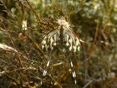 Nemoptera bipennis