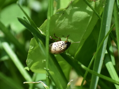 Calligrapha philadelphica