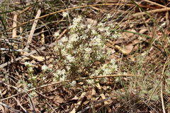 Pimelea phylicoides