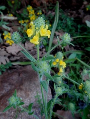 Linaria saxatilis