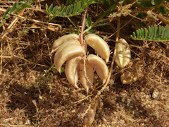 Astragalus pomonensis