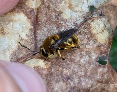 Microdon aurulentus