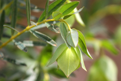 Pimelea macrostegia