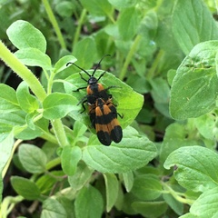 Calopteron discrepans