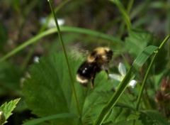 Bombus insularis