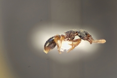 Myrmecina graminicola