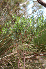 Pimelea macrostegia