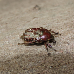 Euphoria leucographa