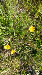 Wyethia angustifolia