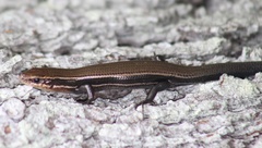 Plestiodon anthracinus anthracinus
