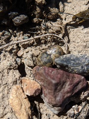 Onthophagus nuchicornis