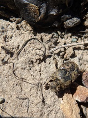 Onthophagus nuchicornis