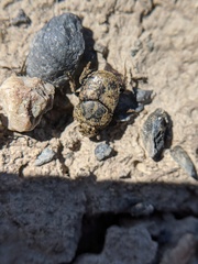 Onthophagus nuchicornis