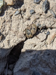 Onthophagus nuchicornis