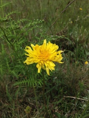 Microseris laciniata laciniata