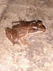 Lithobates maculatus
