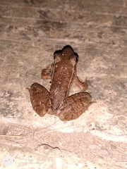 Lithobates maculatus