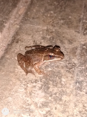 Lithobates maculatus
