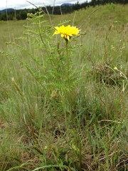 Microseris laciniata laciniata
