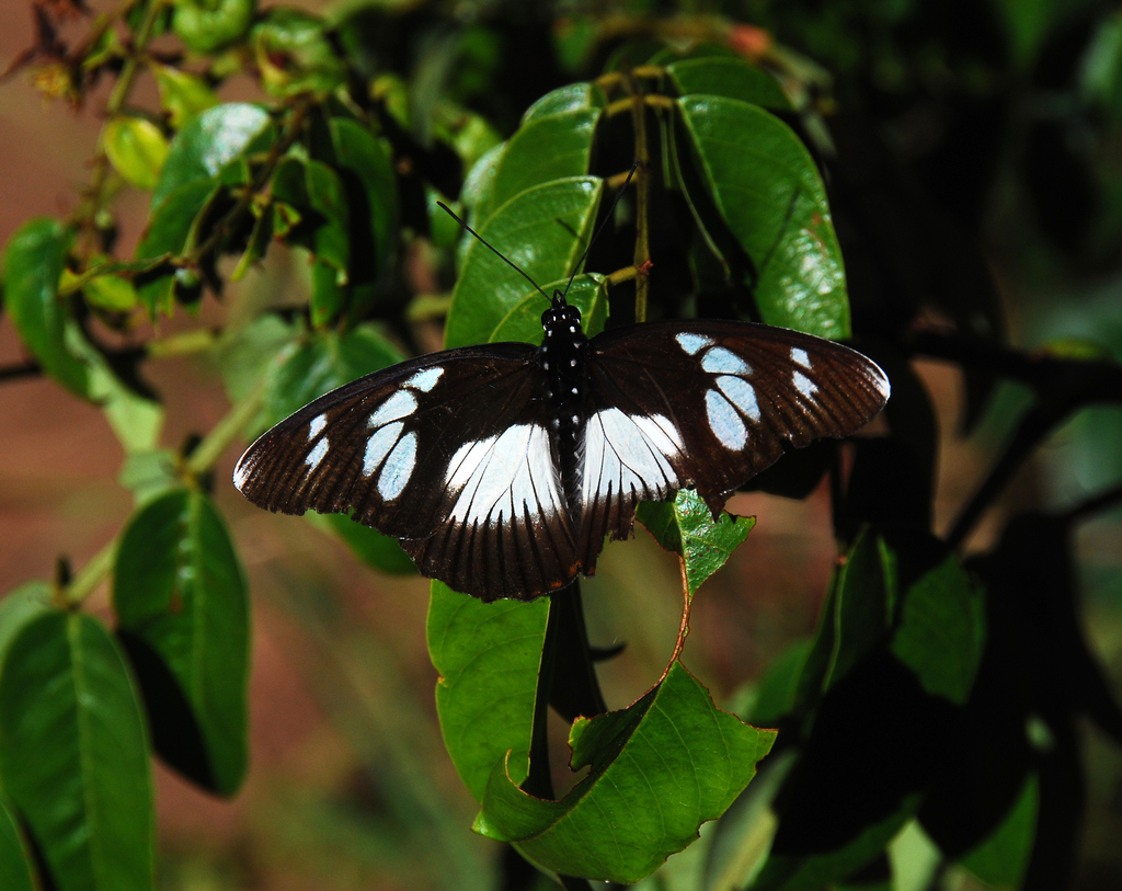 Pseudacraea lucretia