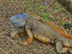 Iguana iguana