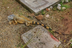 Iguana iguana