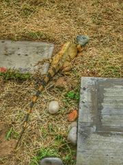 Iguana iguana