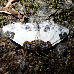 Mesoleuca albicillata