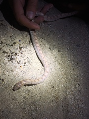 Phyllorhynchus decurtatus