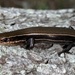 Northern Coal Skink - Photo (c) Ty Smith, some rights reserved (CC BY-NC), uploaded by Ty Smith