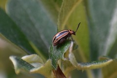 Kuschelina miniata