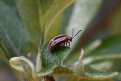 Kuschelina miniata