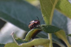 Kuschelina miniata