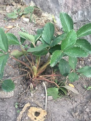 Fragaria × ananassa