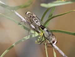 Apiocera pearcei