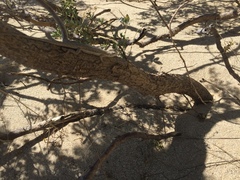 Urosaurus graciosus