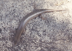 Chalcides ocellatus
