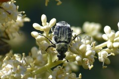 Trichiotinus texanus