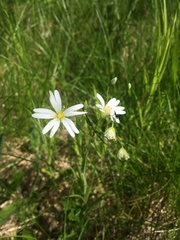 Rabelera holostea