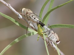 Apiocera pearcei
