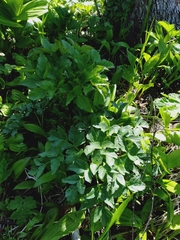Angelica gmelinii