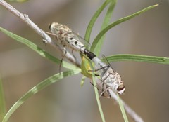 Apiocera pearcei