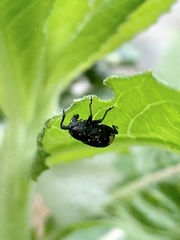 Tyloderma foveolatum