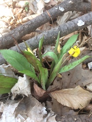 Erythronium americanum