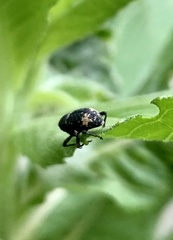 Tyloderma foveolatum