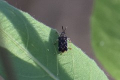 Sumitrosis inaequalis