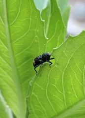 Tyloderma foveolatum